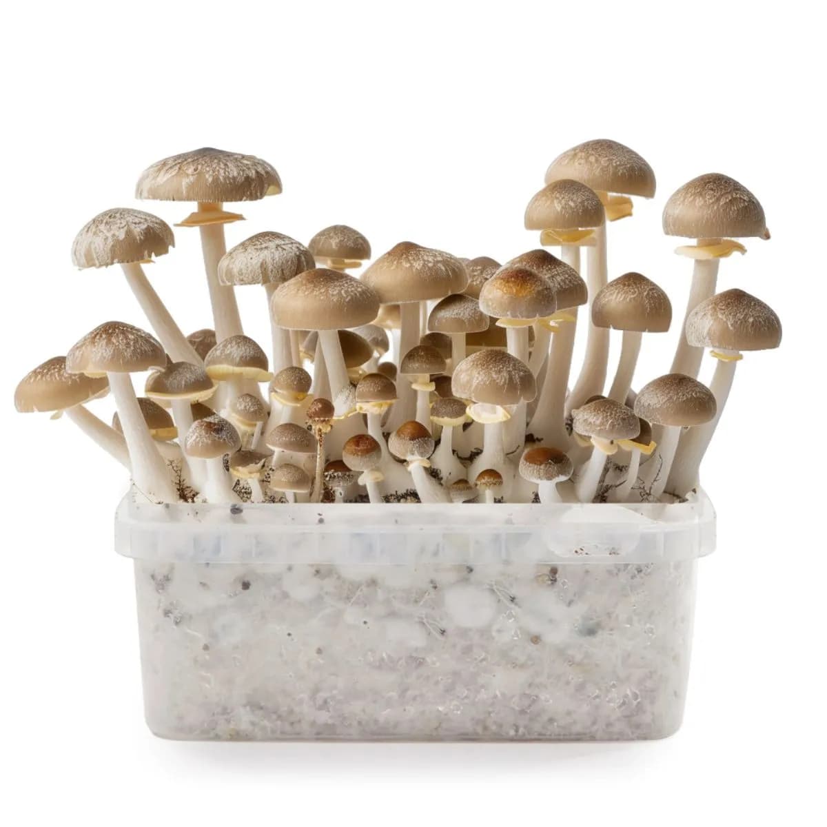 Kit de culture champignons magiques Mexican