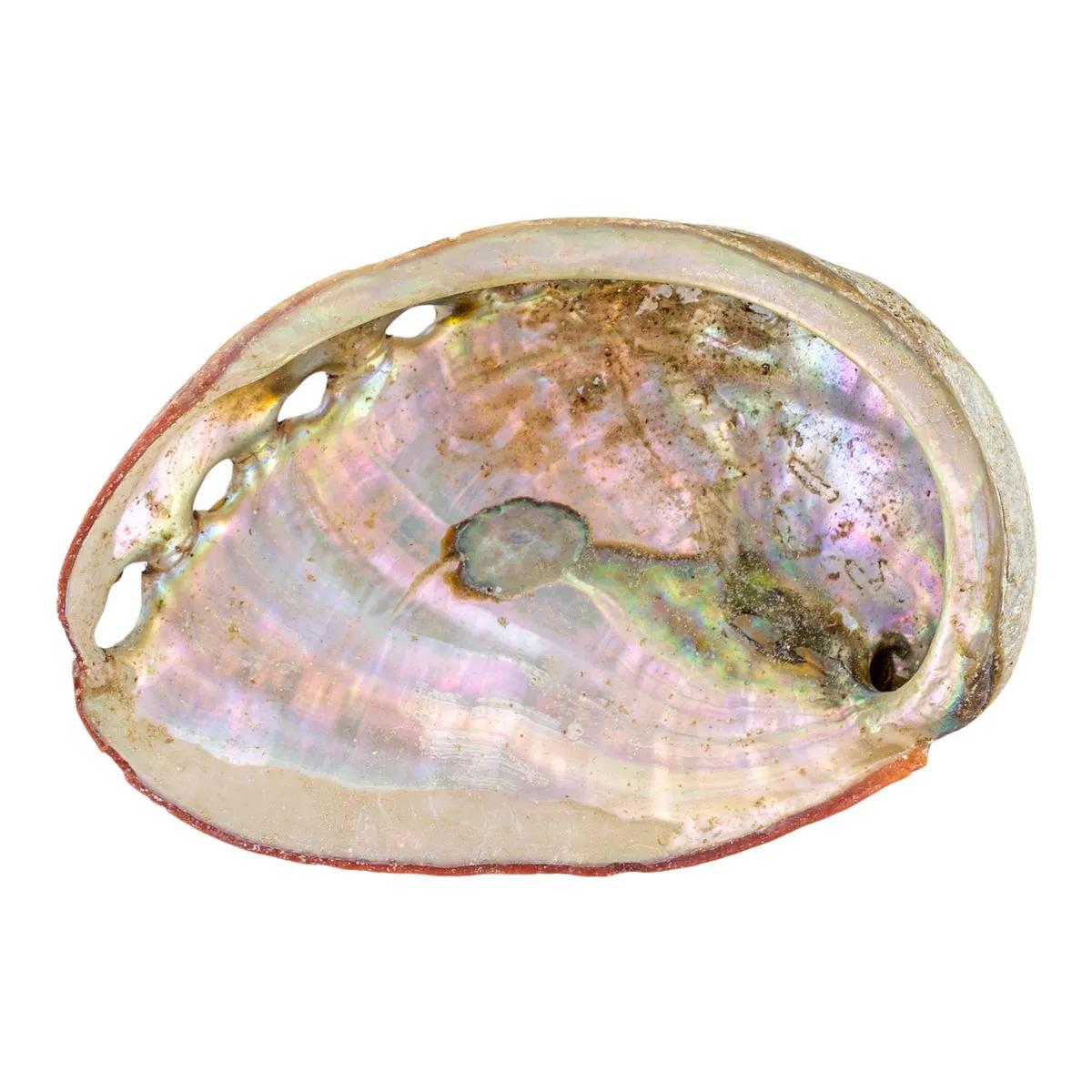 Coquille d'ormeau