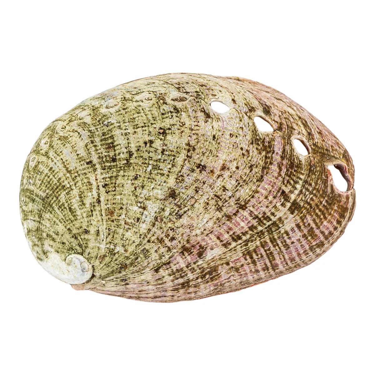 Coquille d'ormeau