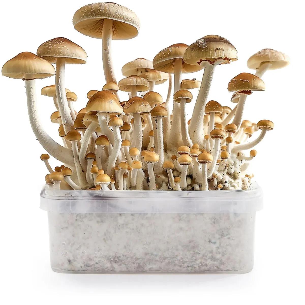 Champignons B+