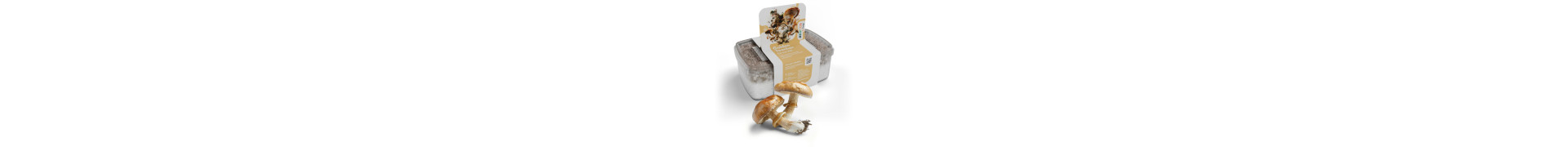 Acheter les kits culture de champignons magiques sur Azarius