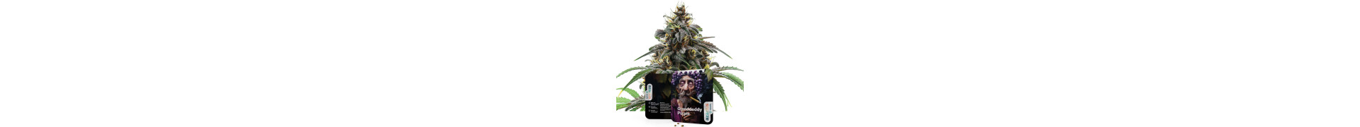 Achetez les meilleures graines de cannabis Purple en ligne