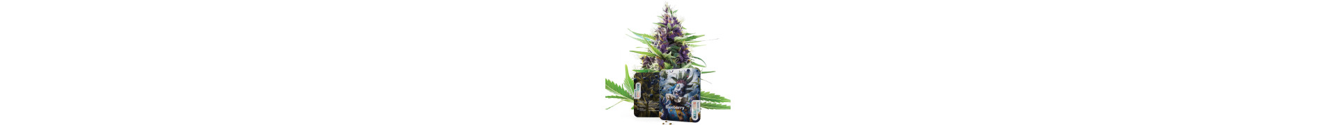 Achetez les meilleures graines de cannabis Blueberry en ligne