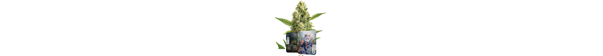 Achetez les meilleures graines de cannabis Jack Herer sur Azarius