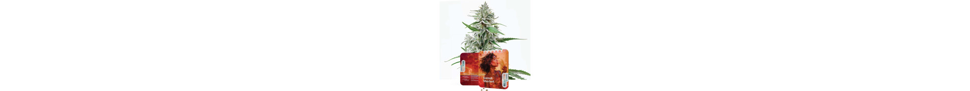 Buy Sherbet Strains | Sweet Cannabis Seeds