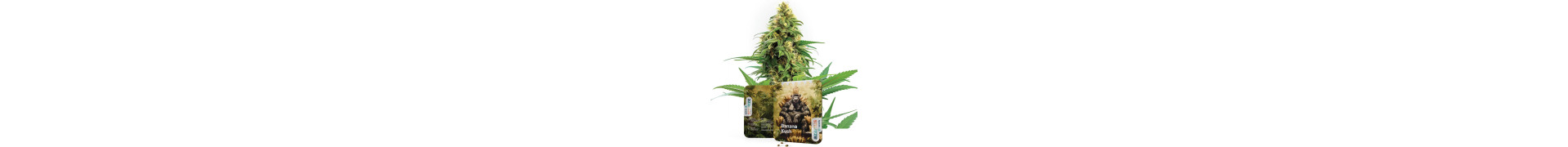 Achetez les meilleures graines de cannabis Banana en ligne