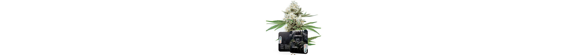 Achetez les meilleures graines de cannabis Gorilla en ligne